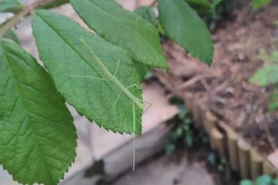 <i>Clonopsis gallica</i>