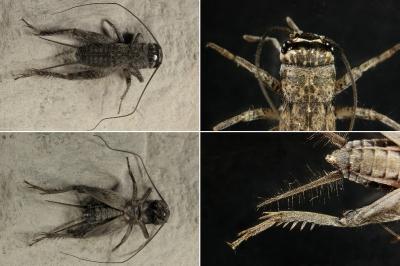 <i>Eumodicogryllus bordigalensis</i>