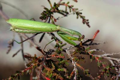 <i>Mantis religiosa</i>
