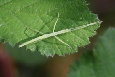 <i>Clonopsis gallica</i>