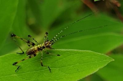 <i>Phaneroptera</i>