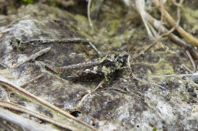 <i>Tetrix ceperoi</i>
