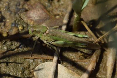 <i>Epacromius tergestinus</i>