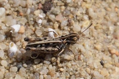 <i>Myrmeleotettix maculatus</i>