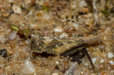 <i>Tetrix ceperoi</i>