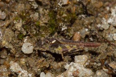 <i>Tetrix ceperoi</i>
