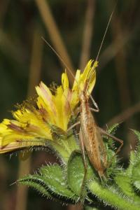 <i>Oecanthus pellucens</i>