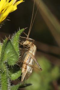 <i>Oecanthus pellucens</i>