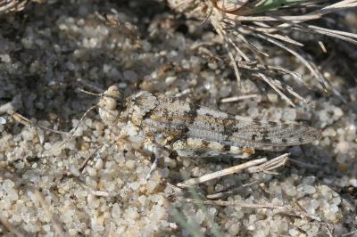 <i>Sphingonotus caerulans</i>
