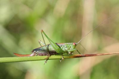 <i>Conocephalus dorsalis</i>