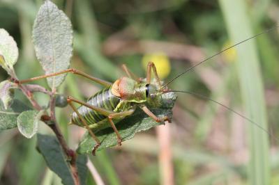 <i>Ephippiger diurnus</i>