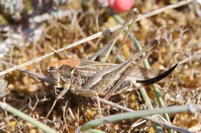<i>Platycleis affinis</i>