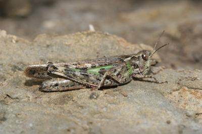 <i>Aiolopus thalassinus</i>