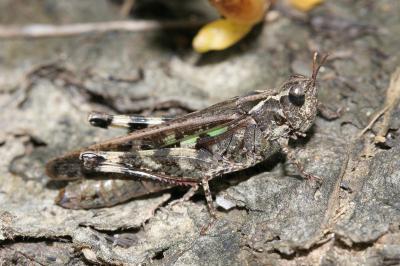 <i>Aiolopus thalassinus</i>