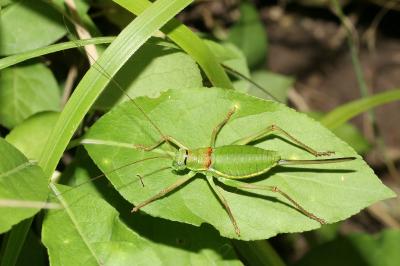 <i>Ephippiger diurnus</i>
