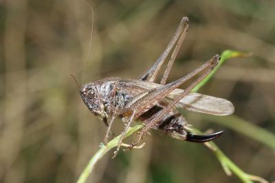 <i>Platycleis albopunctata</i>
