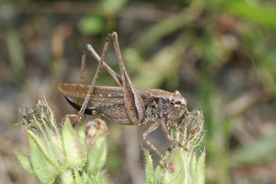 <i>Platycleis albopunctata</i>