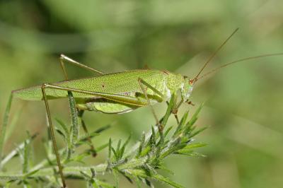 <i>Phaneroptera falcata</i>