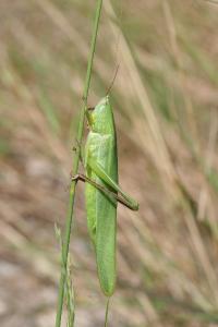 <i>Ruspolia nitidula</i>