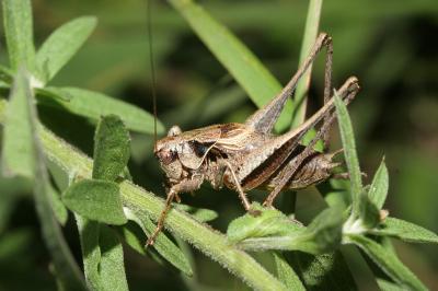 <i>Pholidoptera griseoaptera</i>