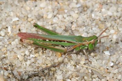 <i>Calephorus compressicornis</i>