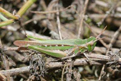 <i>Calephorus compressicornis</i>
