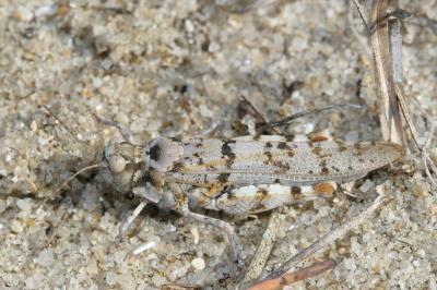 <i>Sphingonotus caerulans</i>