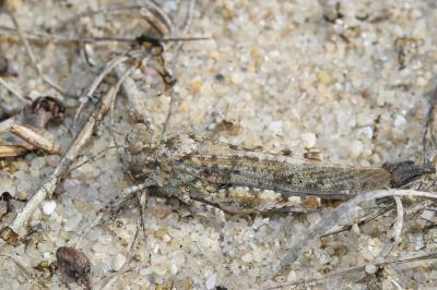 <i>Sphingonotus caerulans</i>