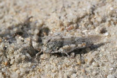 <i>Sphingonotus caerulans</i>