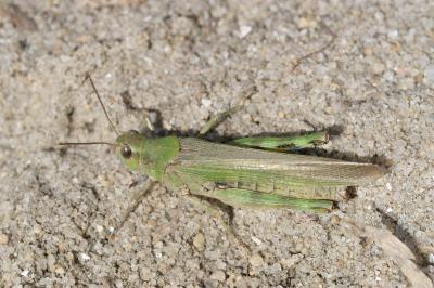 <i>Epacromius tergestinus</i>