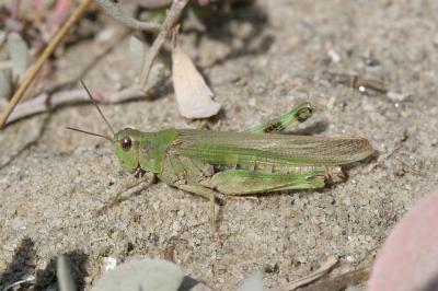 <i>Epacromius tergestinus</i>