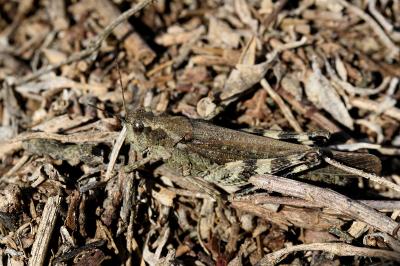 <i>Epacromius tergestinus</i>
