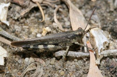 <i>Epacromius tergestinus</i>