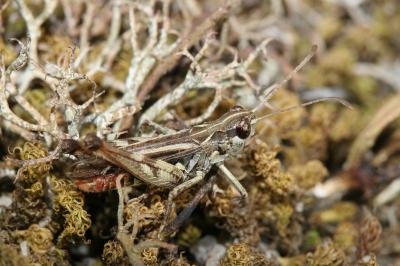 <i>Myrmeleotettix maculatus</i>