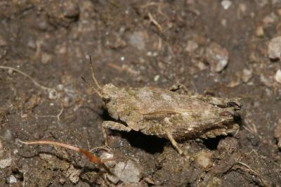 <i>Tetrix undulata</i>