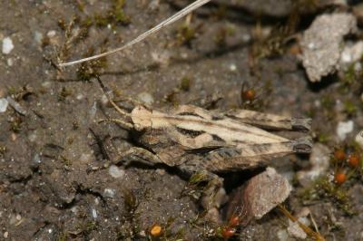 <i>Tetrix undulata</i>