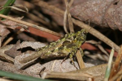 <i>Tetrix ceperoi</i>