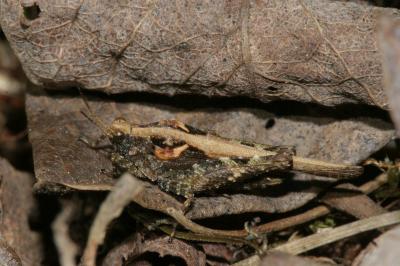 <i>Tetrix ceperoi</i>