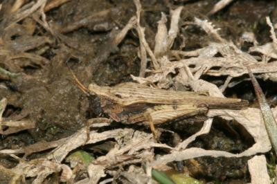 <i>Tetrix subulata</i>