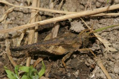 <i>Tetrix subulata</i>