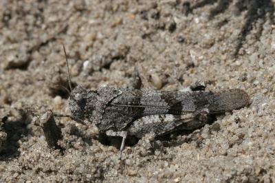 <i>Oedipoda caerulescens</i>