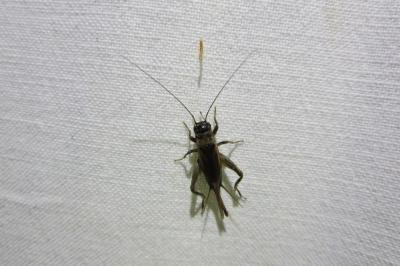 <i>Eumodicogryllus bordigalensis</i>