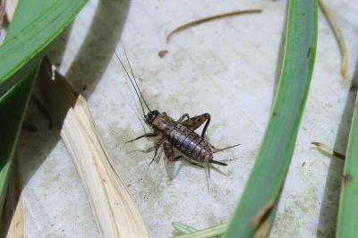 <i>Nemobius sylvestris</i>