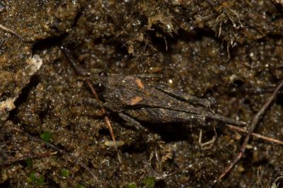 <i>Tetrix ceperoi</i>