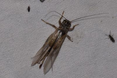 <i>Eumodicogryllus bordigalensis</i>