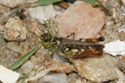 <i>Myrmeleotettix maculatus</i>