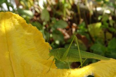 <i>Phaneroptera nana</i>