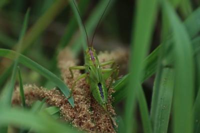 <i>Tettigonia viridissima</i>