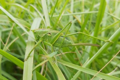 <i>Tettigonia viridissima</i>