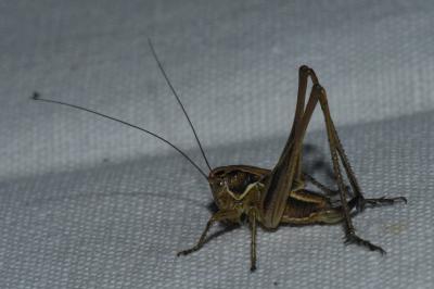 <i>Tessellana tessellata</i>